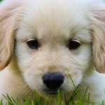 Golden retriever puppy training steps