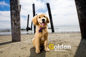 golden retriever en la playa