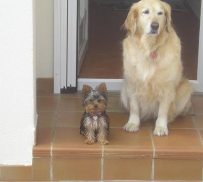 yorkshire terrier y golden retriever