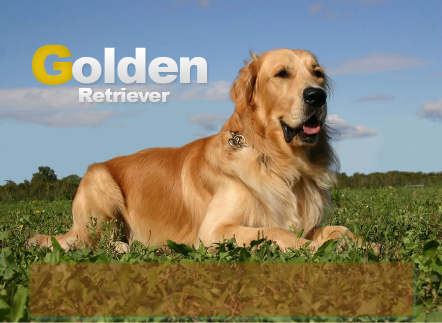 golden retriever