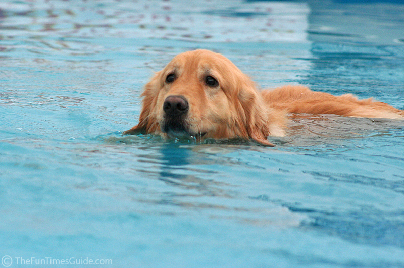 golden natacion piscina