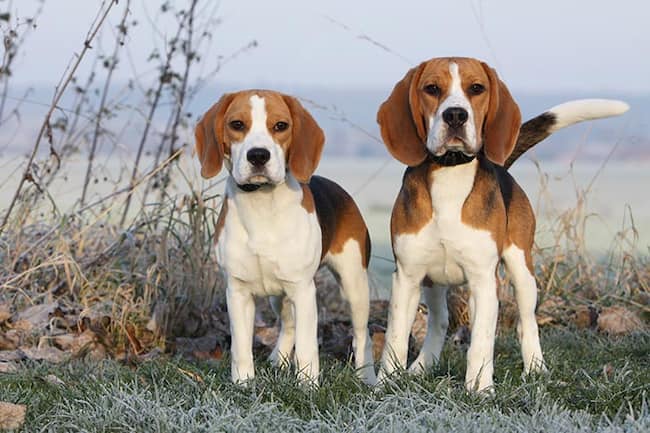 raza de perros beagle